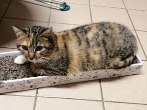 Pétunia